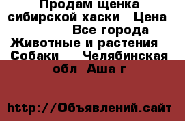 Продам щенка сибирской хаски › Цена ­ 8 000 - Все города Животные и растения » Собаки   . Челябинская обл.,Аша г.